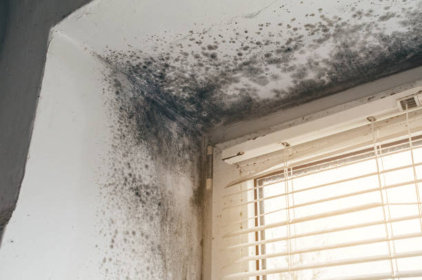 Affordable Mold Removal solutions in Naperville, IL